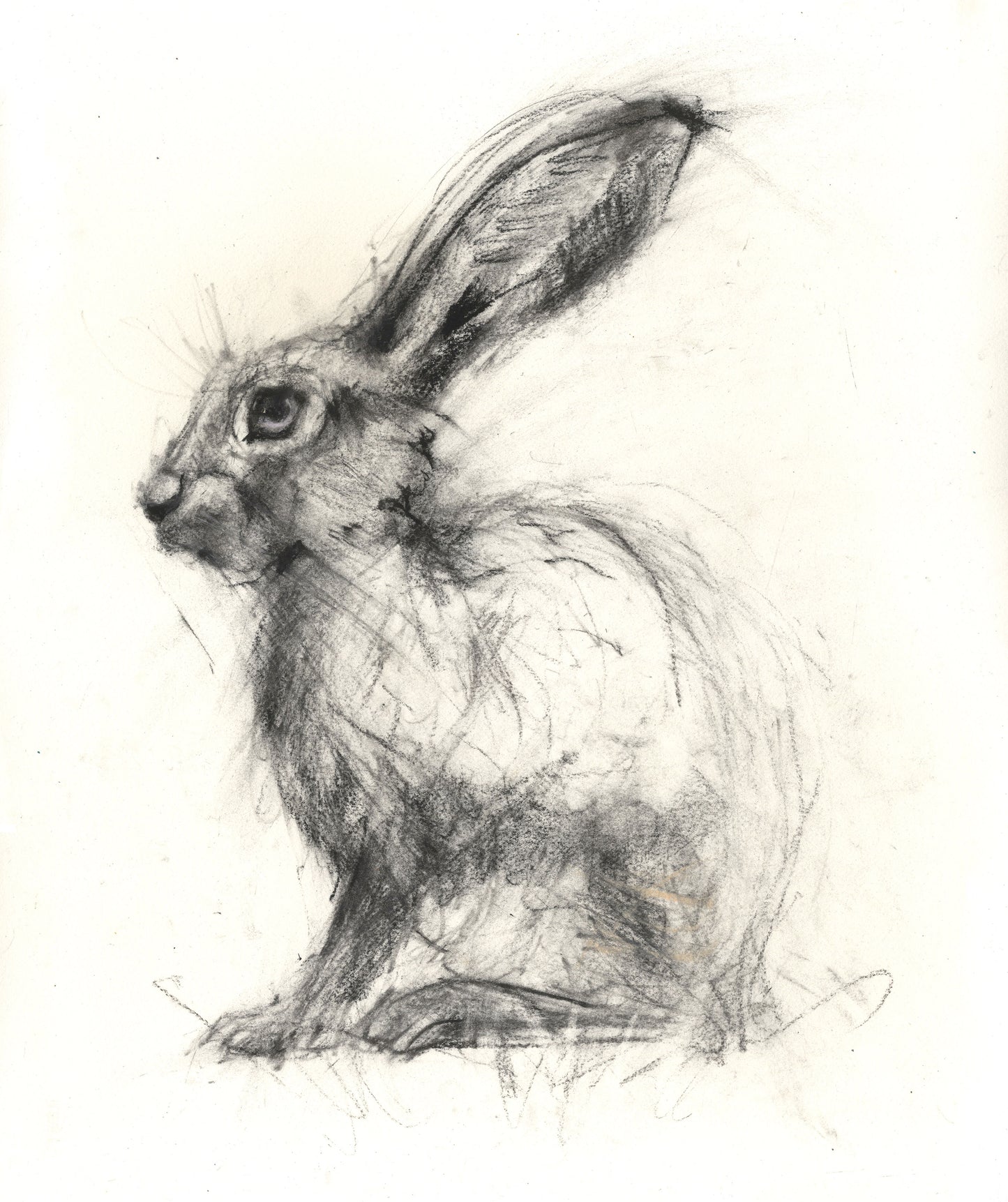 Original hare charcoal drawing "Harriet"