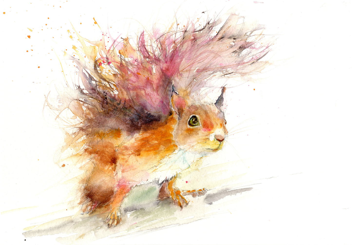 limited edition PRINT of my original RED SQUIRREL watercolour - Jen Buckley Art limited edition animal art prints