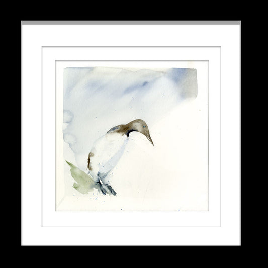 Limited edition print 'Guillemot' - Jen Buckley Art limited edition animal art prints